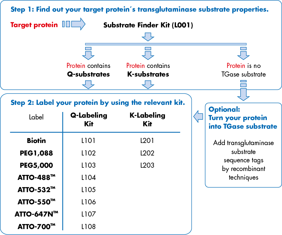 TGase Protein Labeling Kits » ProteinLabeling » Products » ZEDIRA GmbH